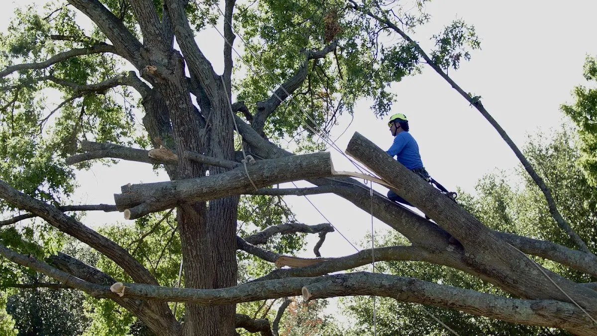 Professional Crown Thinning performed by certified arborists in Lynnville