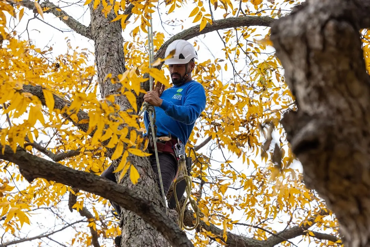 Skilled Tree Planing crew working in Lynnville